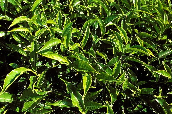 Tea bushes on Sahambavy estate near Fianarantsoa, Madagascar, Africa