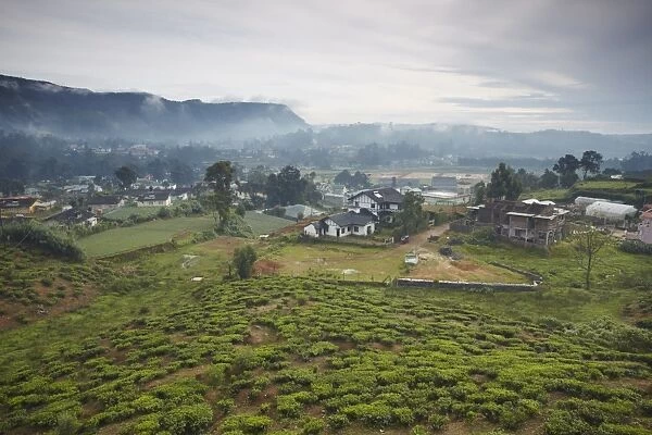 Tea plantation, Nuwara Eliya, Sri Lanka, Asia