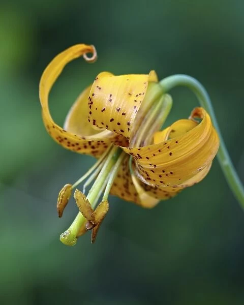 Tiger lily (Columbian lily) (Oregon lily) (Lilium columbianum), Idaho Panhandle National Forests, Idaho, United States of America, North America