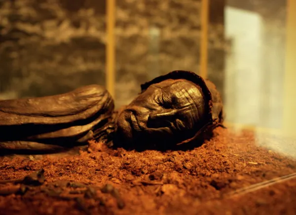 Tollund man found in a nearby peat bog in the Silkeborg museum in central Jutland