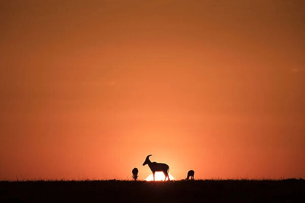 Topis, medium-sized antelopes, in front of the rising sun, Msai Mara, Kenya, East