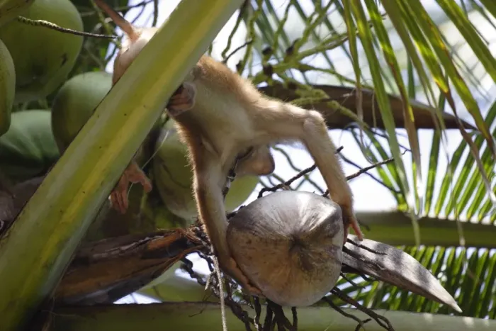 Framed Print : A trained monkey picks coconuts Print Framed Print : A trained monkey picks coconuts Print