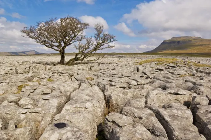 Framed Print : Tree roots growing through limestone in White Scars, Ingleton Print