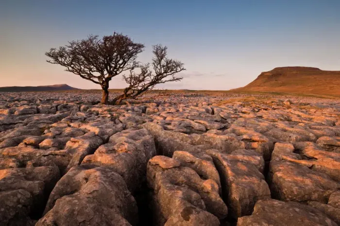 Framed Print : Tree growing through limestone at White Scars Print Framed Print : Tree growing through limestone at White Scars Print