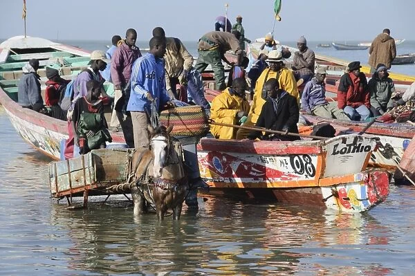 Unloading fishing boats (pirogues), Mbour Fish Market, Mbour, Senegal, West Africa