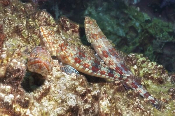 Variegated lizardfish (Synodus variegatus), Southern Thailand, Andaman Sea, Indian Ocean, Southeast Asia, Asia