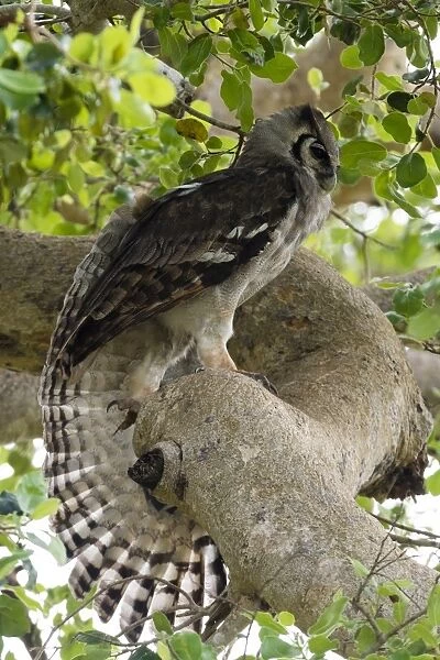 A Verreauxs eagle-owl (Bubo lacteus) in a tree, Tsavo, Kenya, East Africa, Africa