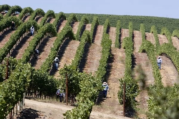 Vineyards in Napa Valley, California, United States of America, North America