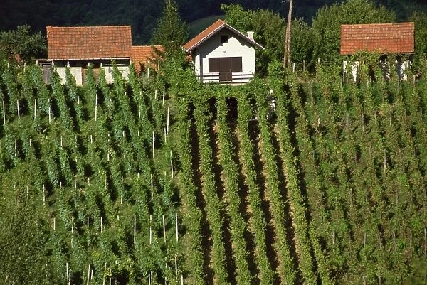 Vineyards, Zagorje, Croatia, Europe