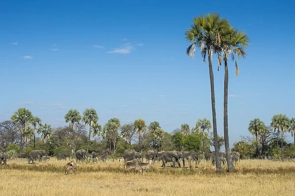 Waterbucks (Kobus ellipsiprymnus) in front of African bush elephants (Loxodonta africana)