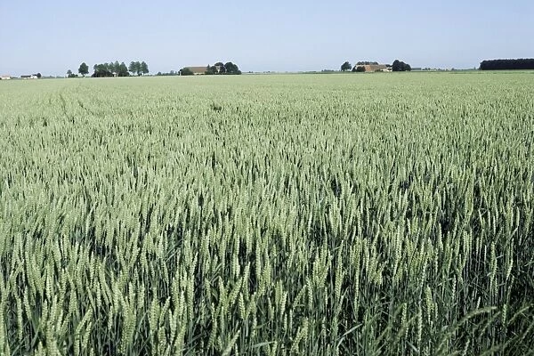 Wheat, North East Friesland
