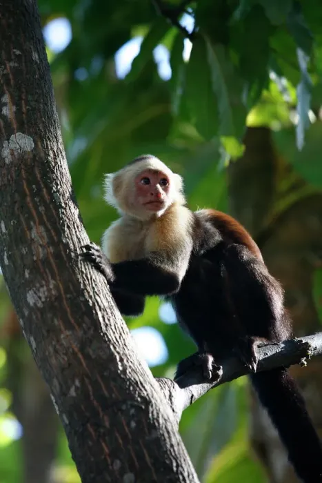 Framed Print : White Faced Capuchin Monkey Print, Costa Rica Framed Print : White Faced Capuchin Monkey Print, Costa Rica