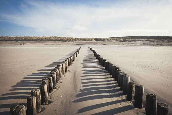 Wooden groynes on a sandy beach, leading to sand dunes, Domburg, Zeeland, The Netherlands, Europe