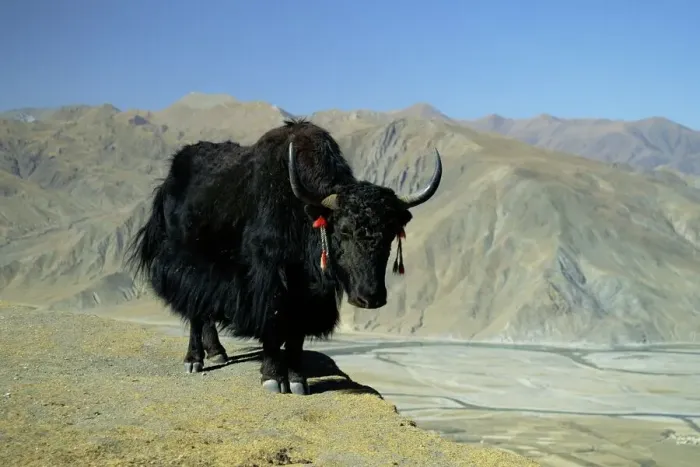 Framed Print : Tibet Yak Print Framed Print : Tibet Yak Print