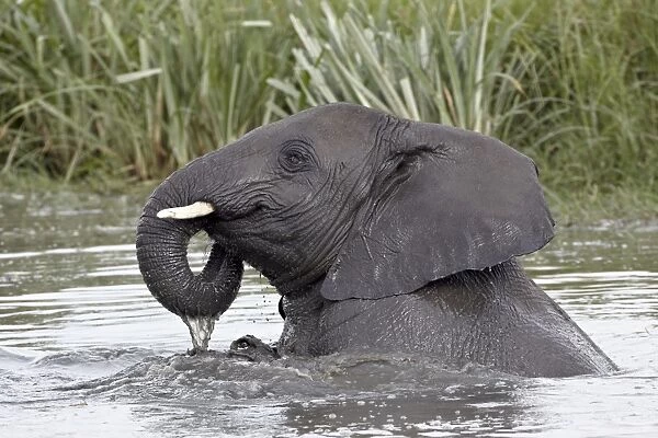 Young African elephant (Loxodonta africana) playing in the water, Serengeti National Park