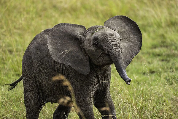 A young Elephant (Loxodonta africana), Amboseli National Park, Kenya, East Africa, Africa