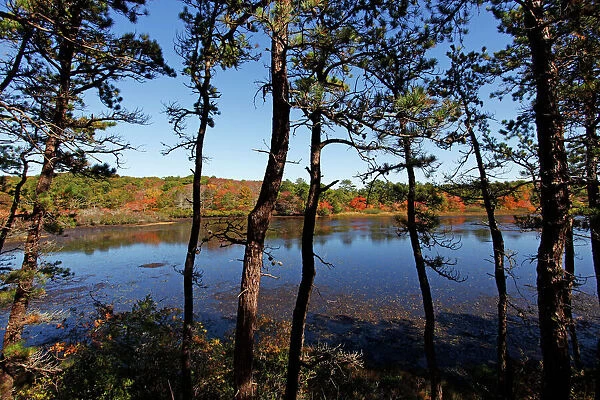 Changing colours of the autumn season at a lake in Provincetown, Cape Cod