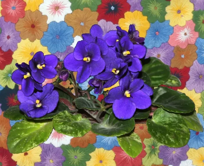 Framed Print : African Violet Print Framed Print : African Violet Print