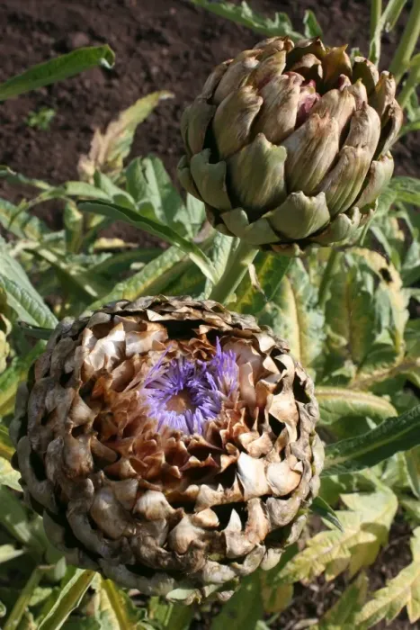 Framed Print : Artichoke Print Framed Print : Artichoke Print
