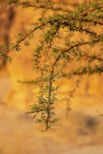 Acacia tree, Ashar Valley, Al-Ula, Medina Province, Saudi Arabia