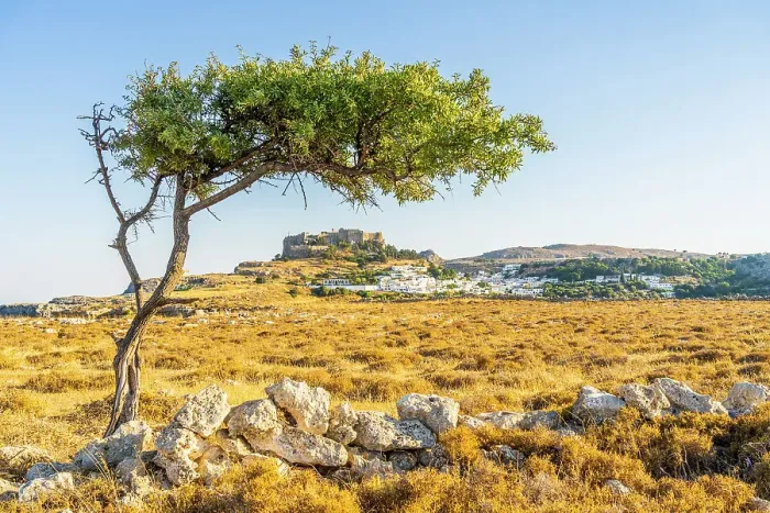 Framed Print : Print of The Acropolis viewed through an olive tree Framed Print : Print of The Acropolis viewed through an olive tree