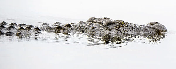 Africa, Botswana, Okavango Delta. Crocodile on the hunt