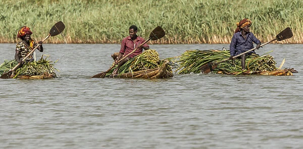 Africa, Ethiopia, Bahir Dar. Men on canoes transporting papyrus