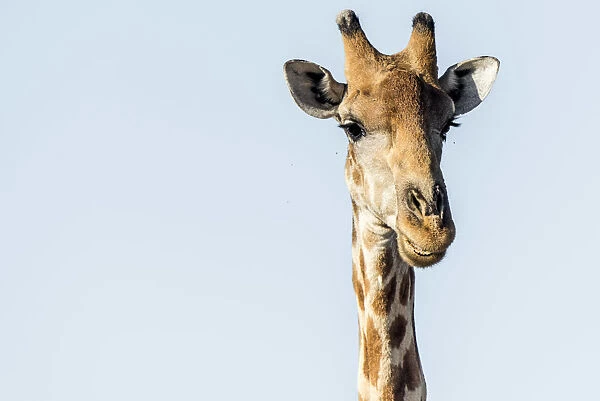 Africa, Namibia, Ethosha National Park. A giraffe