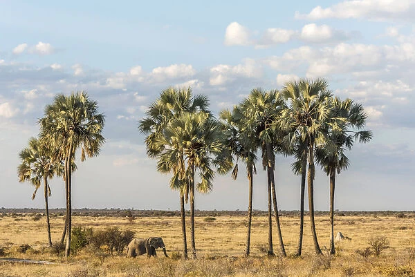 Africa, Namibia, Etosha National park. Elephants