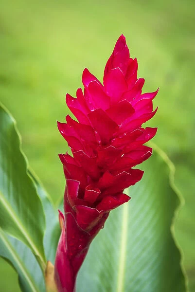 Africa, SA£o Toma and Principe. Close up of beautiful tropical flower in Principe Island