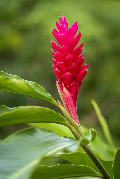 Africa, Sao Tome and Principe. Beautiful pink flower