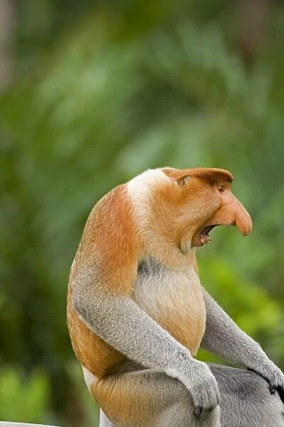 Alpha male Proboscis Monkey in territorial stance