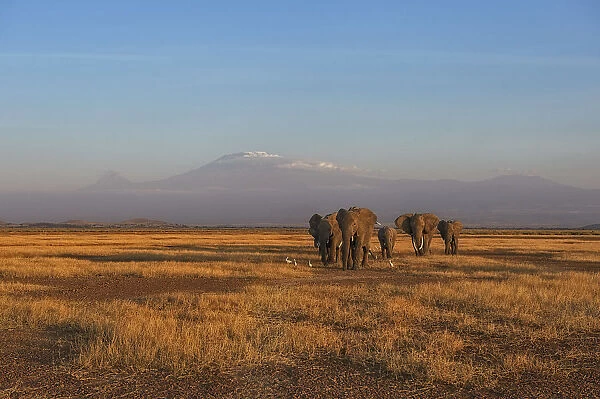 Amboseli Park, Kenya, Africa Family of elephants taken at sunset in the park