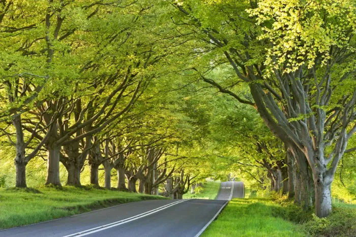 Framed Print : Beech Tree Lined Road Print, Springtime Scene, Dorset Framed Print : Beech Tree Lined Road Print, Springtime Scene, Dorset