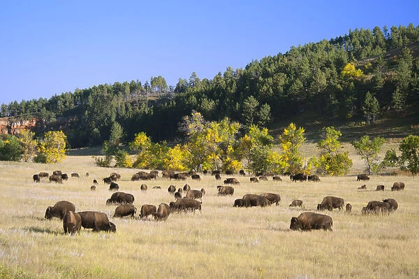 Bison herd in Custer State Park, Black Hills, South Dakota, USA