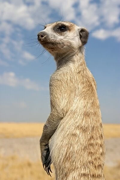 Botswana, Makgadikgadi. A meerkat keeps watch for predators in the dry Makgadikgadi pans of Botswana