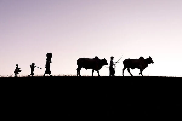 Burmese farmers and bulls walk at sunset along the crest of a hill, Bagan, Myanmar