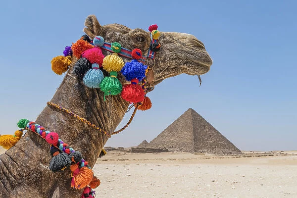 Camel at the Pyramids of Giza, Giza, Cairo, Egypt