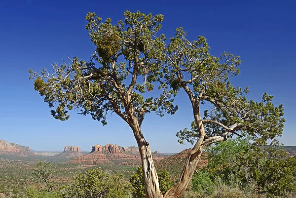 Canyon Landscape near Sedona, Arizona, USA