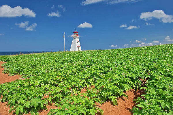 Cape Tryon Lighthouse, potatoes in flower. Cape Tryon, Prince Edward Island, Canada