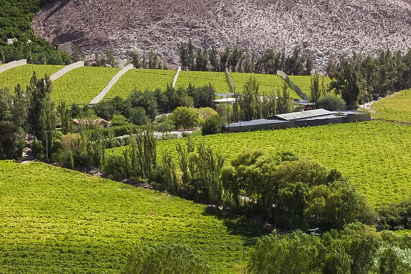 Chile, Elqui Valley, Rivadavia, valley view with fruit orchards