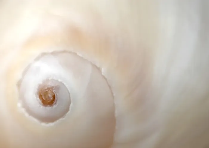 Framed Print : Close-up Shell Print Framed Print : Close-up Shell Print