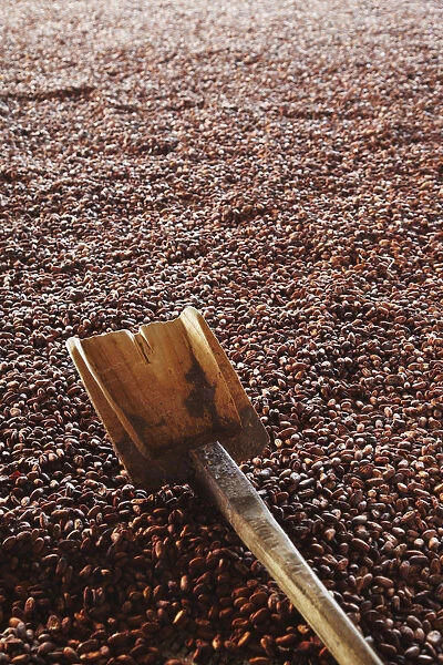 Cocoa (cacao) beans being dried, Kalitakir Plantation, Kalibaru, Java, Indonesia