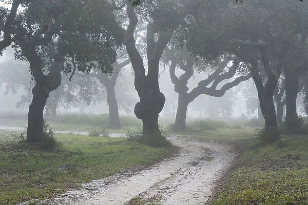 Cork trees in a misty morning. A forest in the Sado Estuary Nature Reserve. Portugal