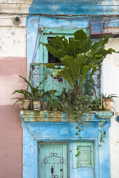 Cuba, Havana, Havana Vieje, Plants of house balcony