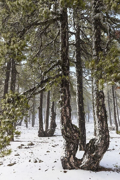 Cyprus, Troodos National Park with snow