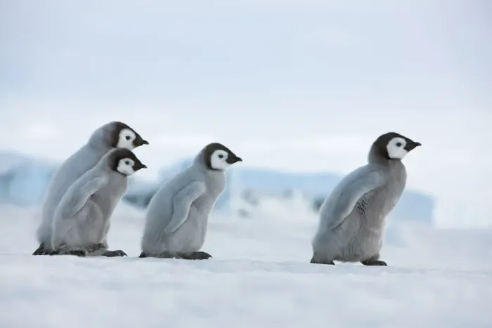 Framed Print : Emperor Penguin Chicks Print - Antarctica Framed Print : Emperor Penguin Chicks Print - Antarctica
