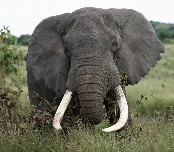 A fine bull elephant, Ngorongoro Crater