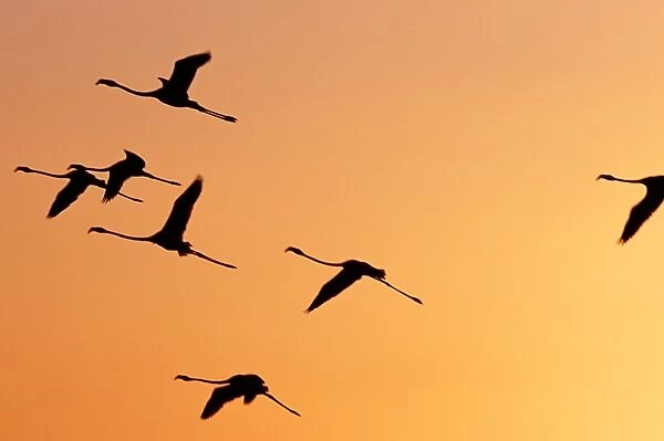 Flamingos fly over Lake Turkana at sunset