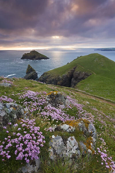 Flowering Sea Pink wildflowers on the North Cornish coast, The Rumps, Cornwall, England